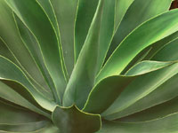 Agave attenuata